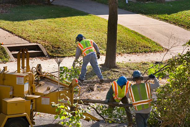 Best Lawn Renovation and Restoration  in Sturgeon, PA